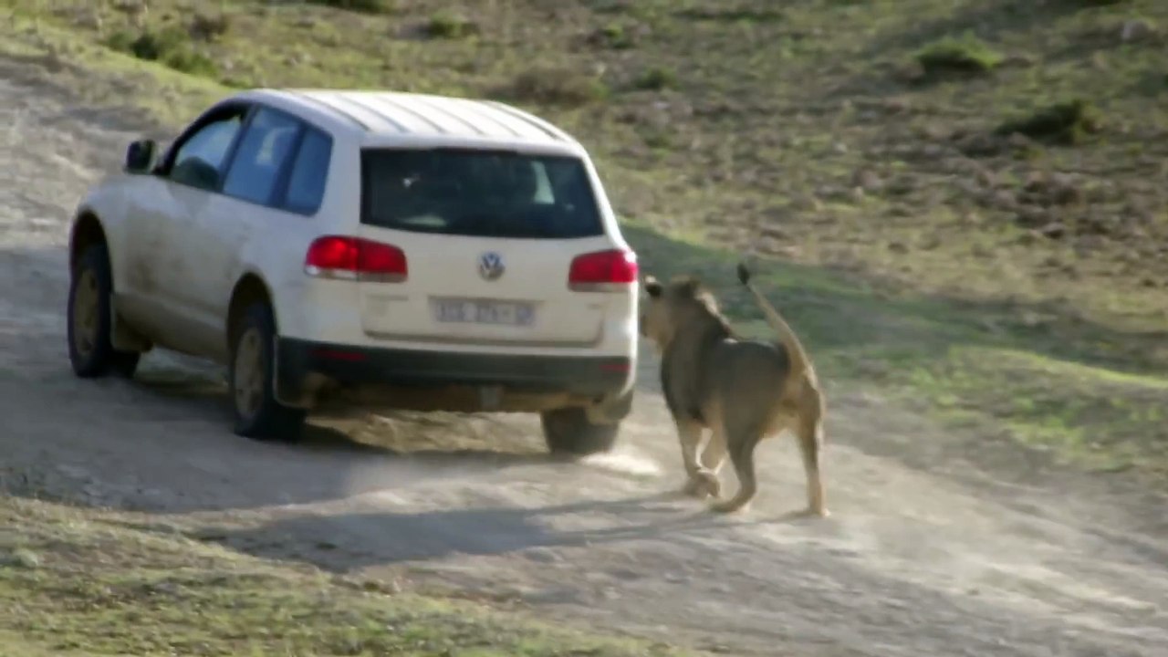 Funny Animal attacks on Humans - Lions Attack a Car