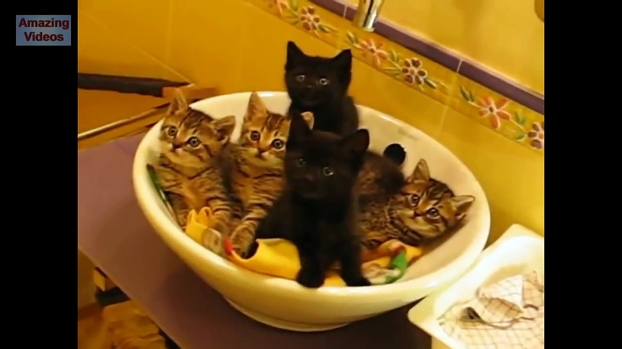 Ultimate Funny Cats Compilation - Best Moments