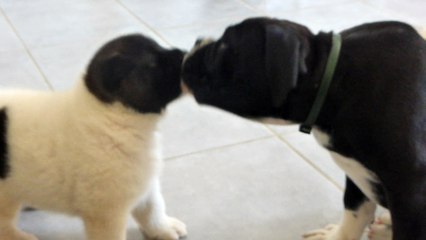 Chiot akita américain du sixième sens avec son copain black'o