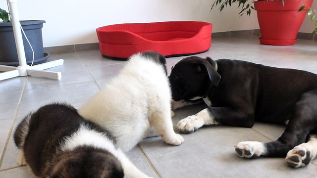 Chiots akita américain du sixième sens avec son copain black'o (2)