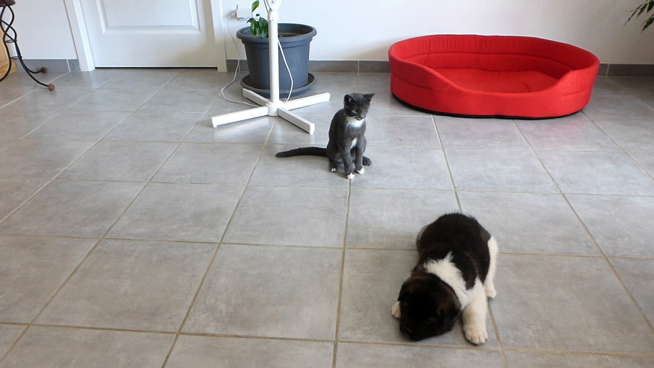 Chiot akita américain  avec le chat grisou et son copain black'o