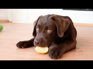 Video herunterladen: Cute Labrador Tries Eating a Lemon