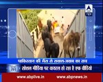Video viral in india That Pakistani GeoNews reporter interview a buffalo_Indian Media report