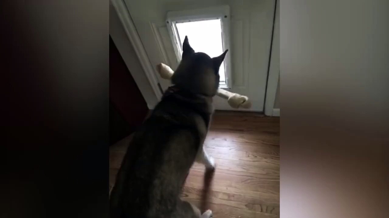 Funny Dog Figures Out How To Get Bone Through Door
