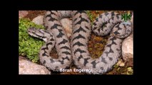 Türkiye'deki Yılanlar Belgeseli - Türkiye'deki zehirli ve zehirsiz yılanlar