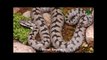 Türkiye'deki Yılanlar Belgeseli - Türkiye'deki zehirli ve zehirsiz yılanlar