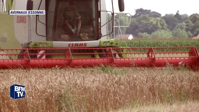 Année catastrophique pour les récoltes de blé en France