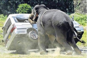 hayvanların intikamı (gülmekten öldüm yav)