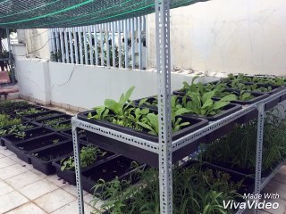 cách tự tay thiết kế vườn rau hữu cơ sạch tại nhà trên sân thượng