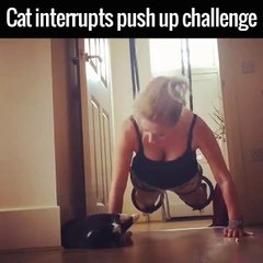 Un chat interrompt le push up challenge de sa maitresse.. trop cute!