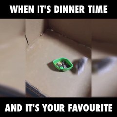 Un hamster devient fou à l' heure du diner