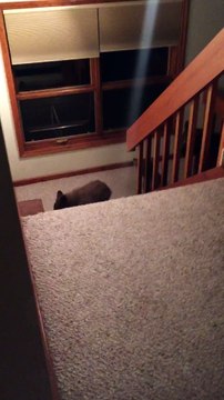 Une maman ours est ses petits rentrent dans une maison.. FLippant