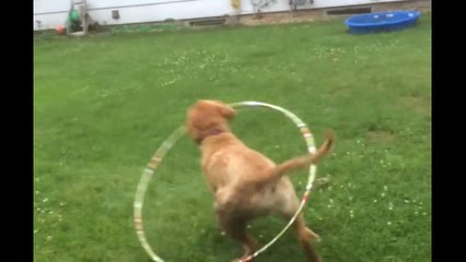 Un chien fait du Hoola Hoop... Trop drole