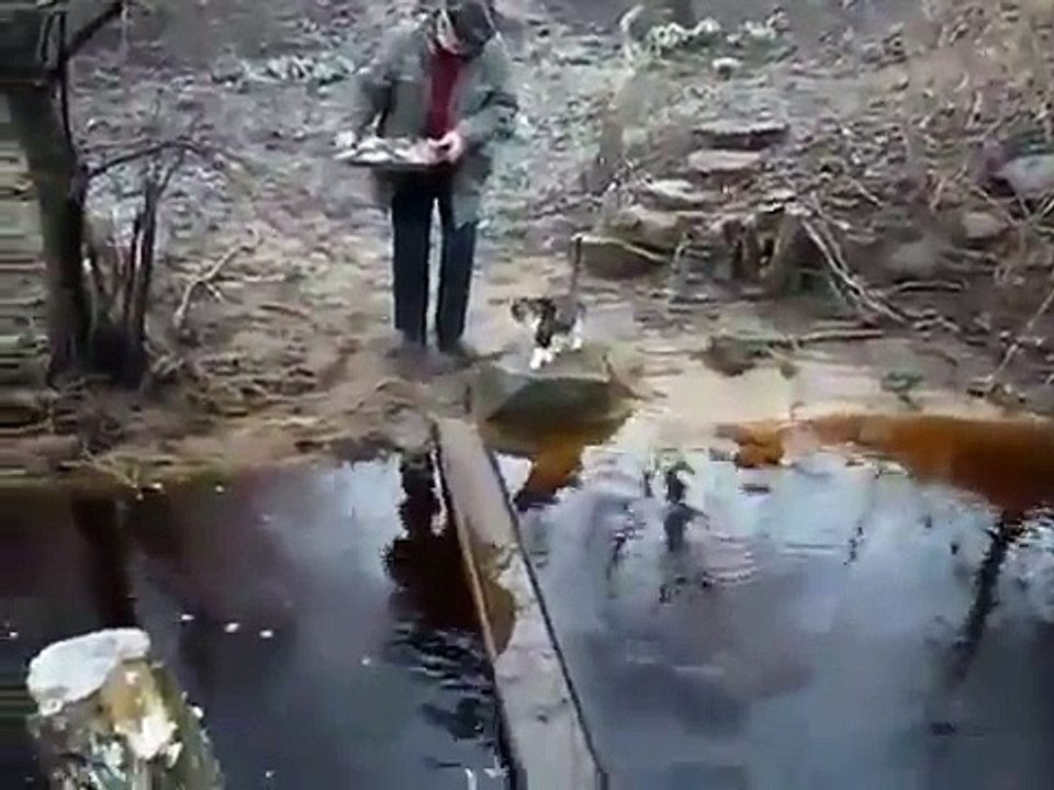 Кошки ненавидят воду....