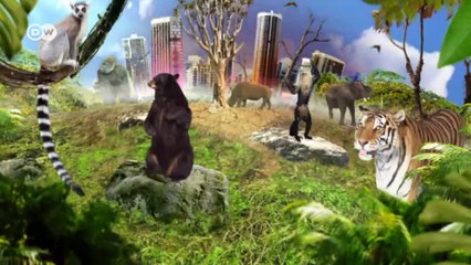 Bedrohte Delikatesse aus dem Amazonas | Global 3000