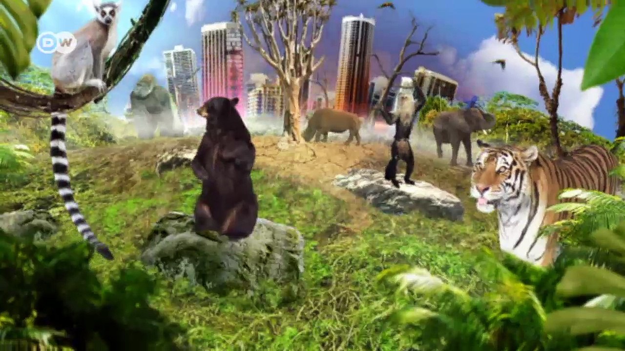 Bedrohte Delikatesse aus dem Amazonas | Global 3000