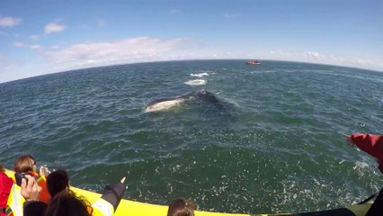 Cette énorme baleine se rapproche d'un bateau la gueule ouverte !