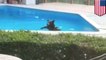 Bear swims through swimming pool in backyard of residential home as temperatures heat up - TomoNews