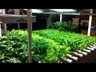 Tips for indoor gardening