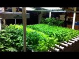 Make Your Own Homemade Hydroponics Nutrients