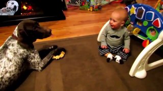 Best Funny Cats,Dogs & Babyes !! Funny ANimal Video