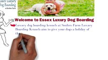 Dog Boarding Kennels Essex