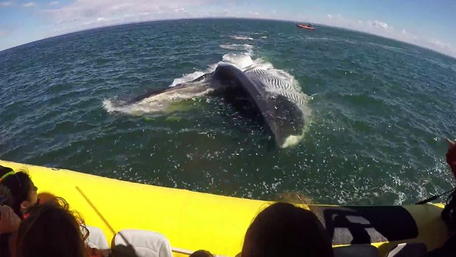 Une baleine s'approche très près d'un zodiac