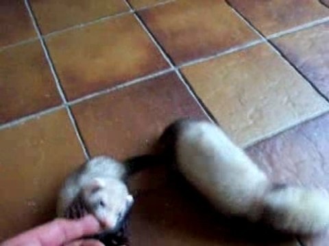 Première sortie des furetons