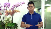 Dự án phần mềm kết nối bác sĩ miễn phí - Thành Phố Hôm Nay [HTV9 – 02.08.2016]