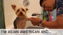 IAAA Ep 7 - Dog Grooming and A Pooch in Trouble