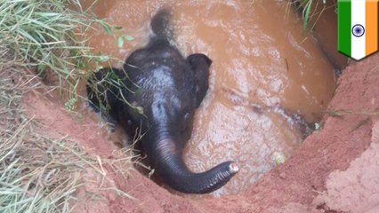 Villagers rescue baby elephant trapped in a well as crying mother stands by