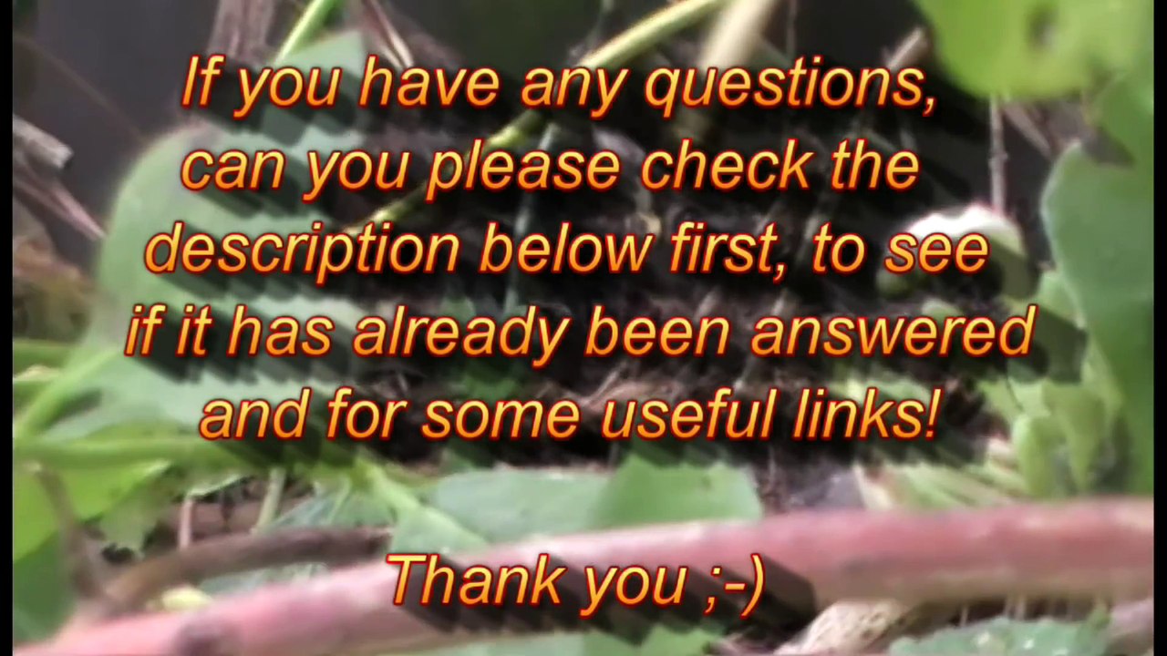 Pest Control with Air Rifles - Squirrel Shooting - Bruv and Bro Go to the Woods