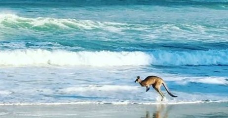 Kangaroo Hops Peacefully Along Secluded Beach