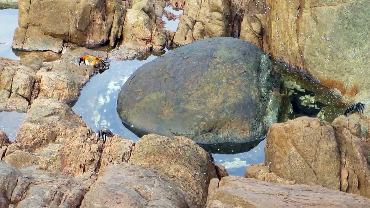 Un poulpe éclate un crabe... Impressionnant