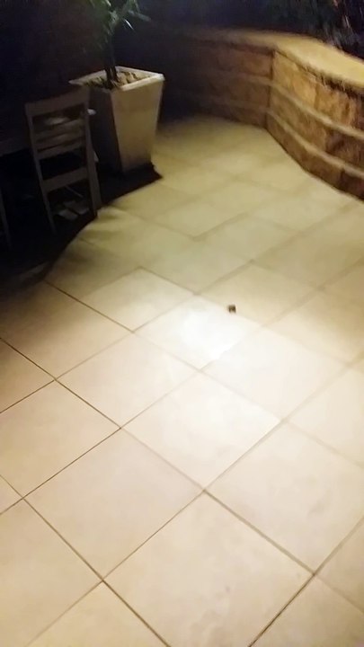 Pire cauchemar pour ceux qui ont peur des araignées... Dingue