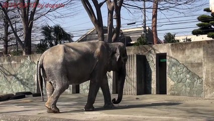 Tokyo : Emprisonné pendant 60 ans, cet éléphant devient dépressif, agressif, apeuré…