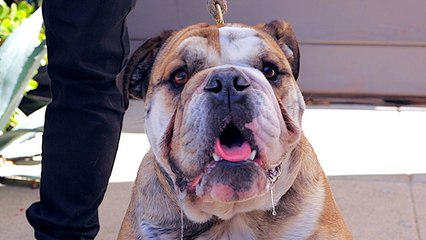 Une fausse application pour se faire payer à ramasser des crottes de chien