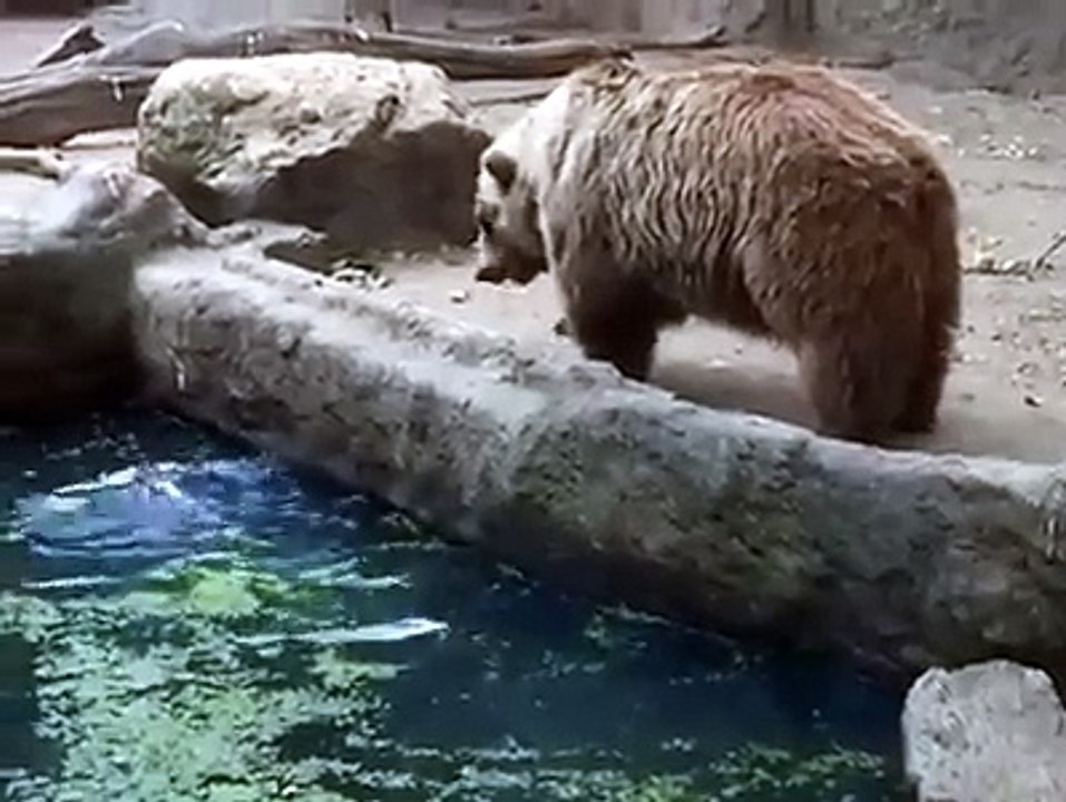 un ours sauve un corneille
