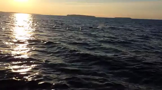 Rencontre avec des dauphins au large de Cannes