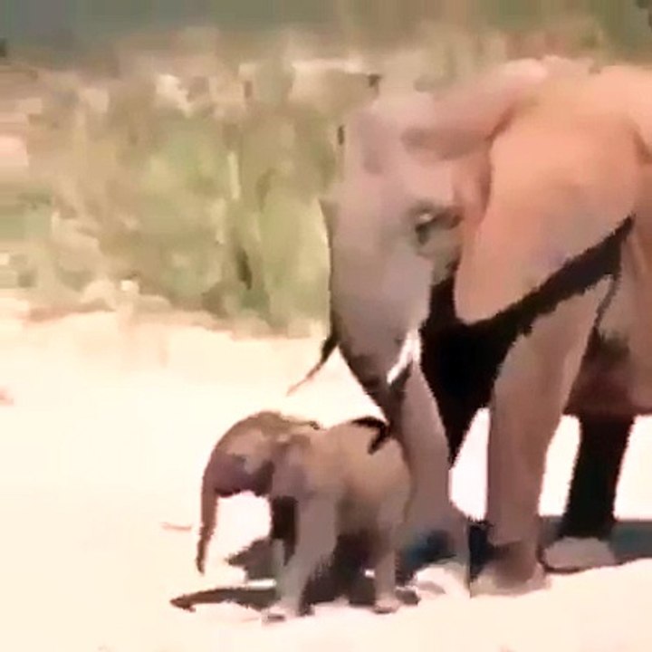 premiers pas d'un éléphant