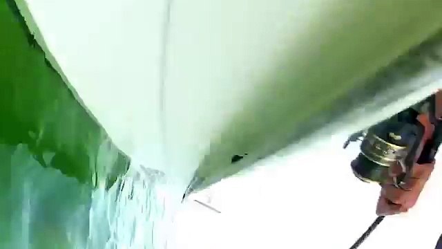 USA: cernia gigante mangia uno squalo in un sol boccone