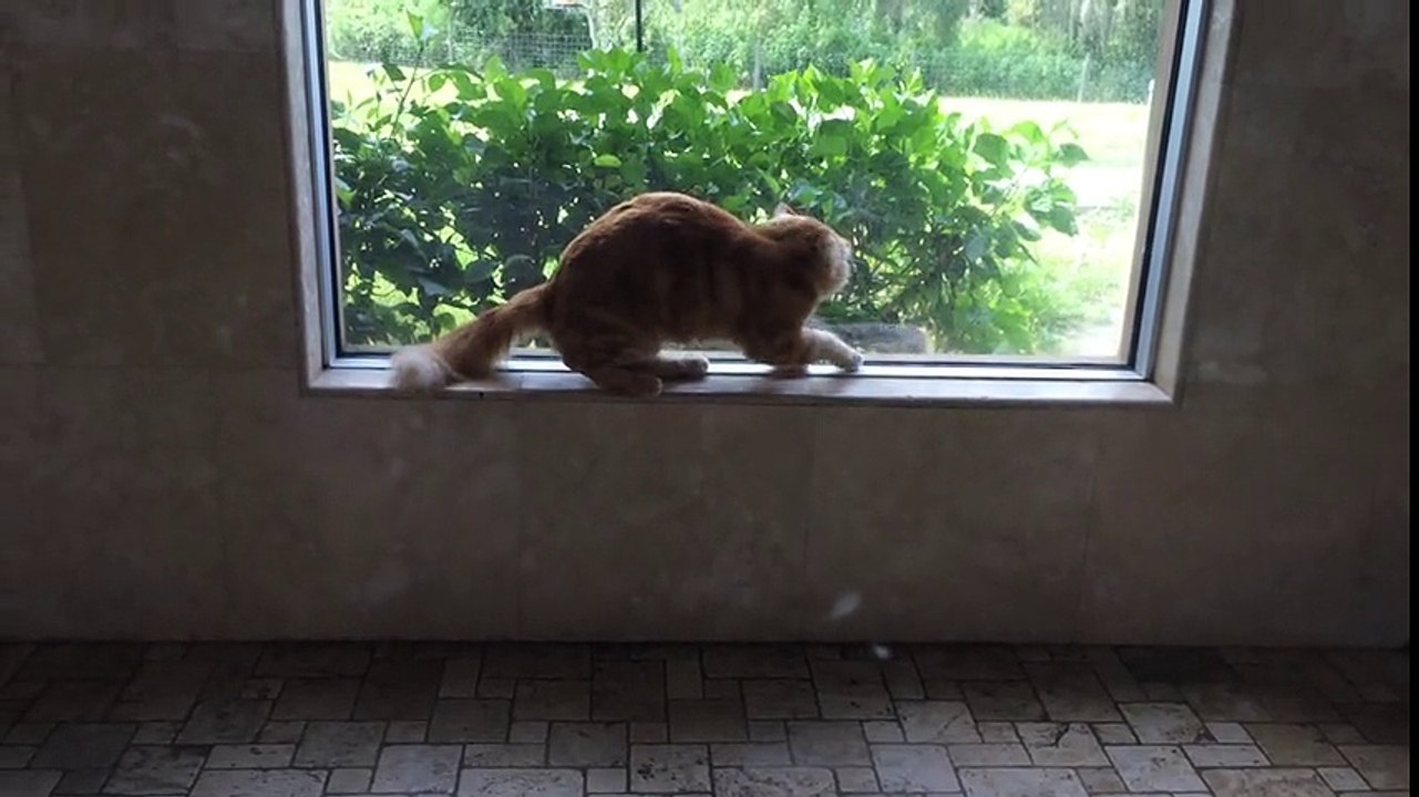 Cat desperately attempts to befriend squirrel
