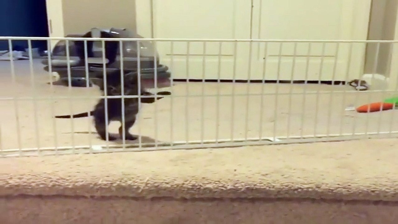 spider cat trying to cross the wooden cribs