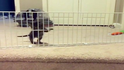 spider cat trying to cross the wooden cribs