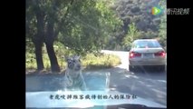 Ce tigre arrache le pare choc d'une voiture dans un parc !