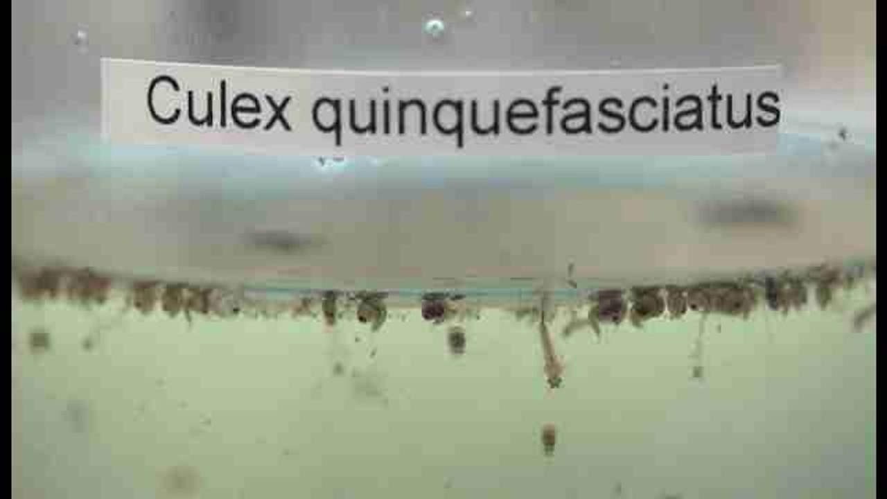 Florida confirma 10 nuevos casos de zika "probablemente" autóctonos