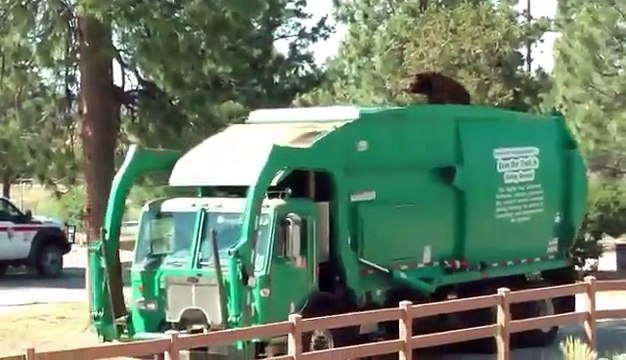 Insolite : Un ours fait une petite balade en camion poubelle