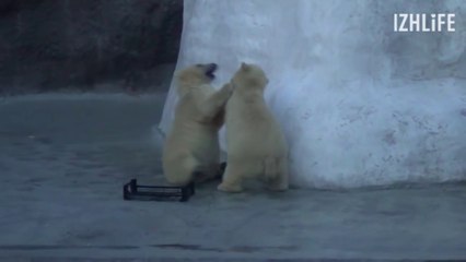 ロシア・イジェフスク動物園の双子の兄弟、シェールイとビェールィ (Jul. 15  2016)
