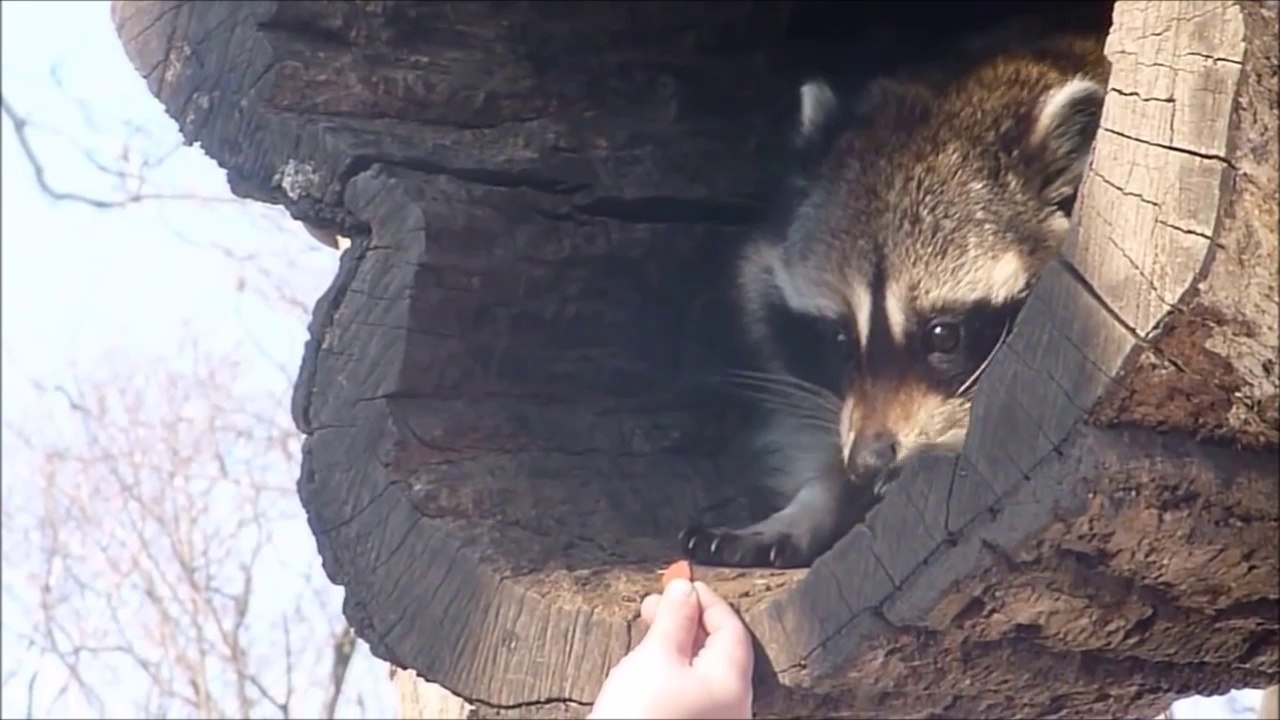 Un raton laveur adorable mais très timide