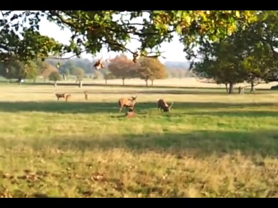 JESUS CHRIST IN RICHMOND PARK  ORIGINAL UPLOAD